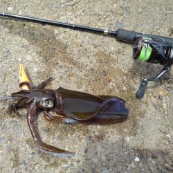 アオリイカは順調に成長